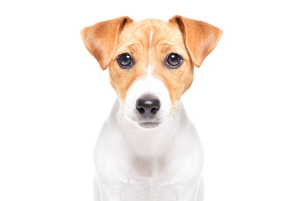 Breed selection advice example 1