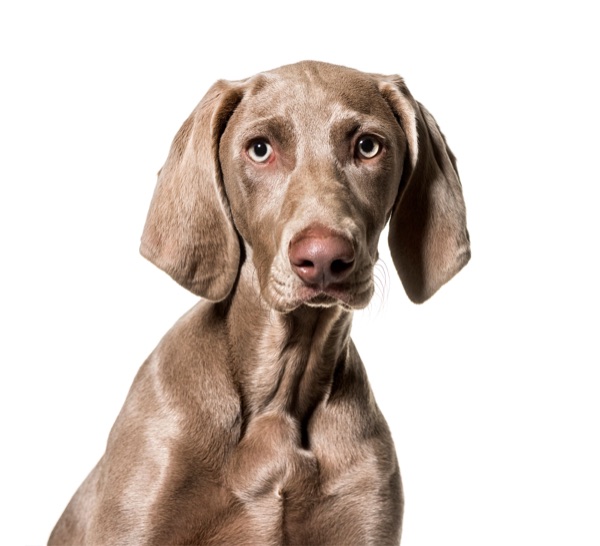 Breed selection advice example 10
