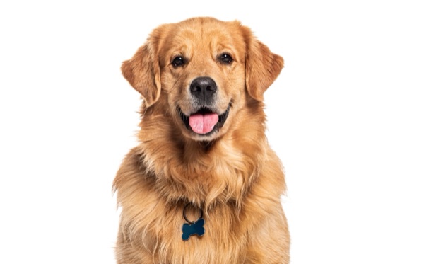 Breed selection advice example 12