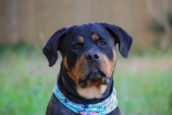 Breed selection advice example 13