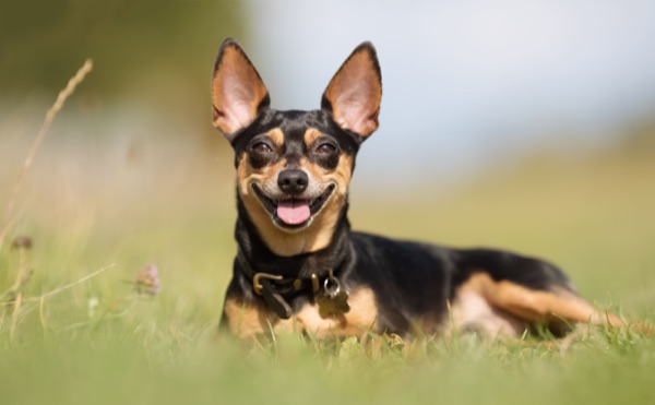 Breed selection advice example 2