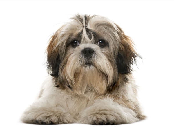 Breed selection advice example 3