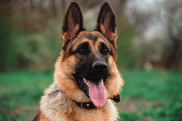 Breed selection advice example 4