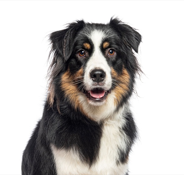 Breed selection advice example 6
