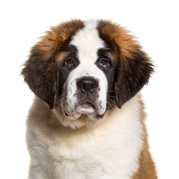 Breed selection advice example 7