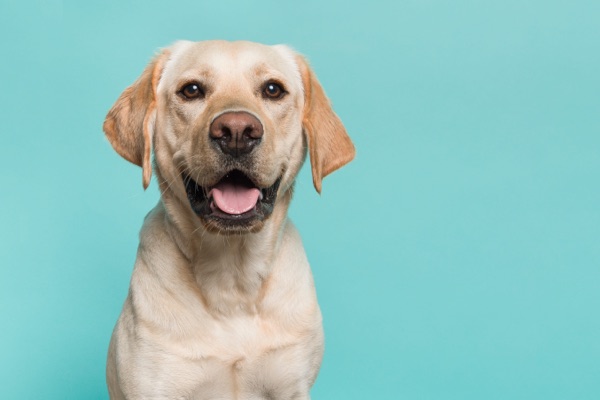 Breed selection advice example 9