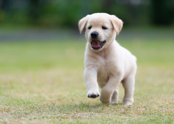 Puppy selection advice example 5