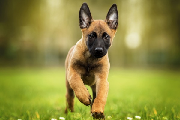 Puppy selection advice example 6