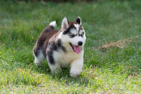 Puppy selection advice example 8