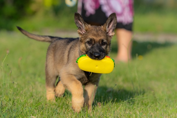 Puppy selection advice example 9