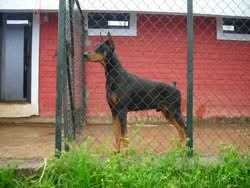 Breeder selection advice example 1
