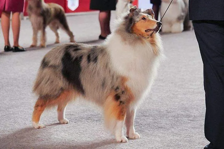 Dog Show