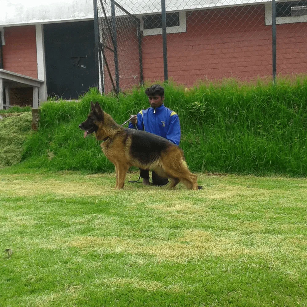 Spacious play area for dogs at Golden Farms Kennel
