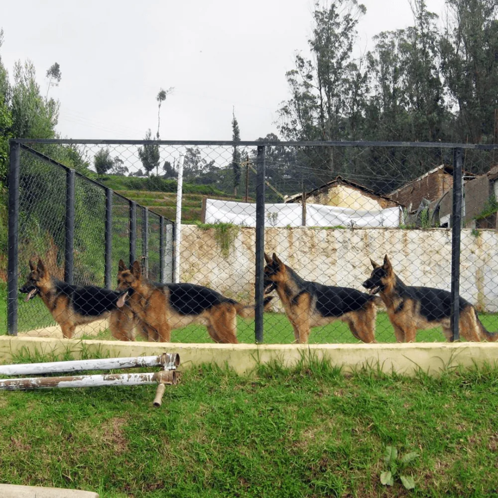 Professional dog training session at Greenfields Kennel Ooty